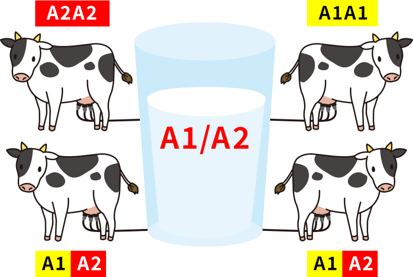 普通の牛乳はA1/A2である図